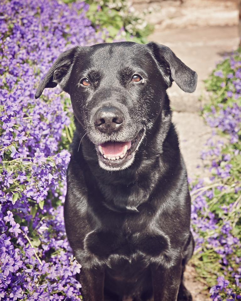 senior dog photo