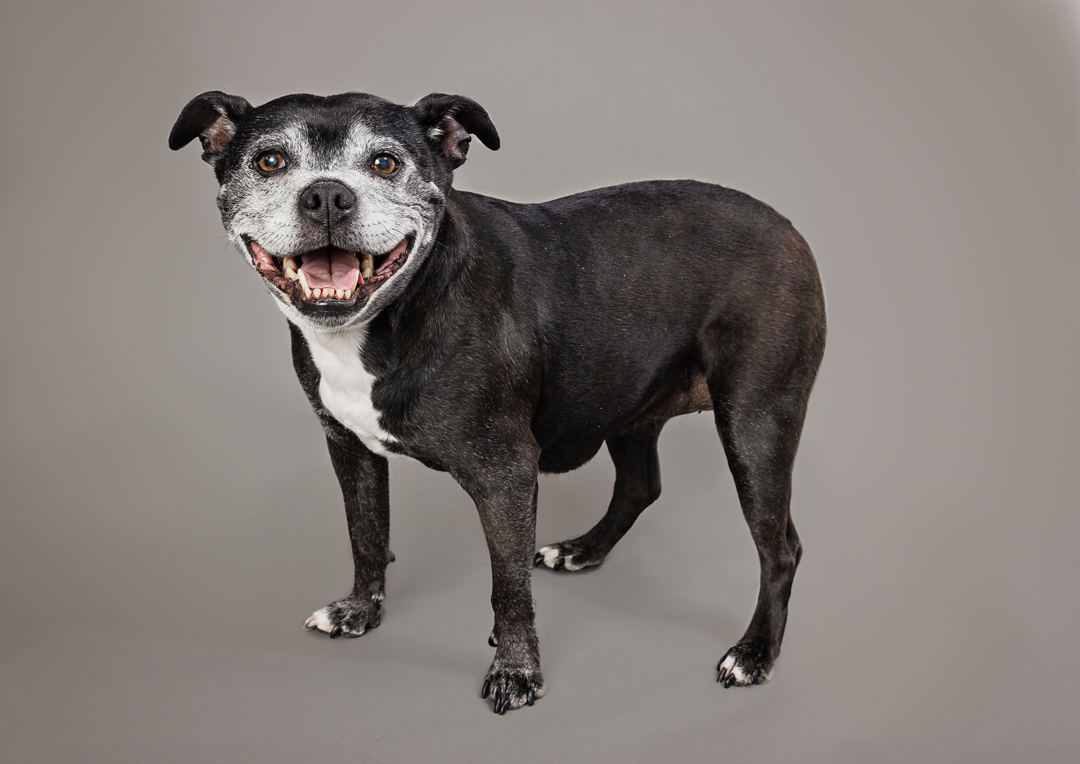 08_senior dog senior dog photo