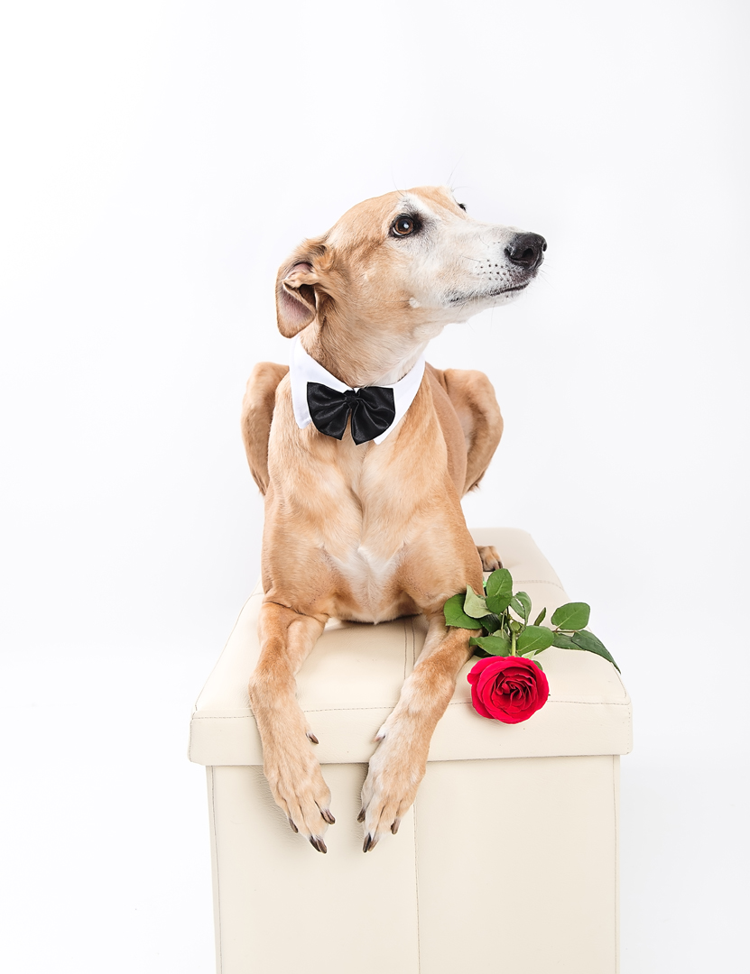Dog Photography photos in Somerset