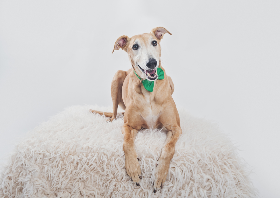 Lurcher dog photo Somerset
