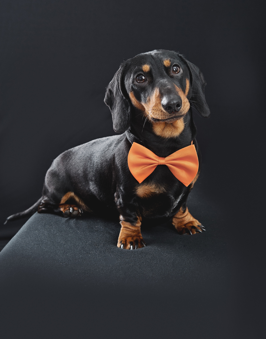 Dog Photography photos in Somerset