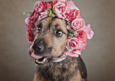 Dog photo shoot in Somerset