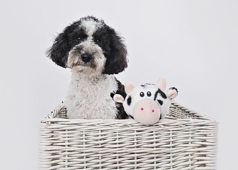 Dog photography photos in Somerset