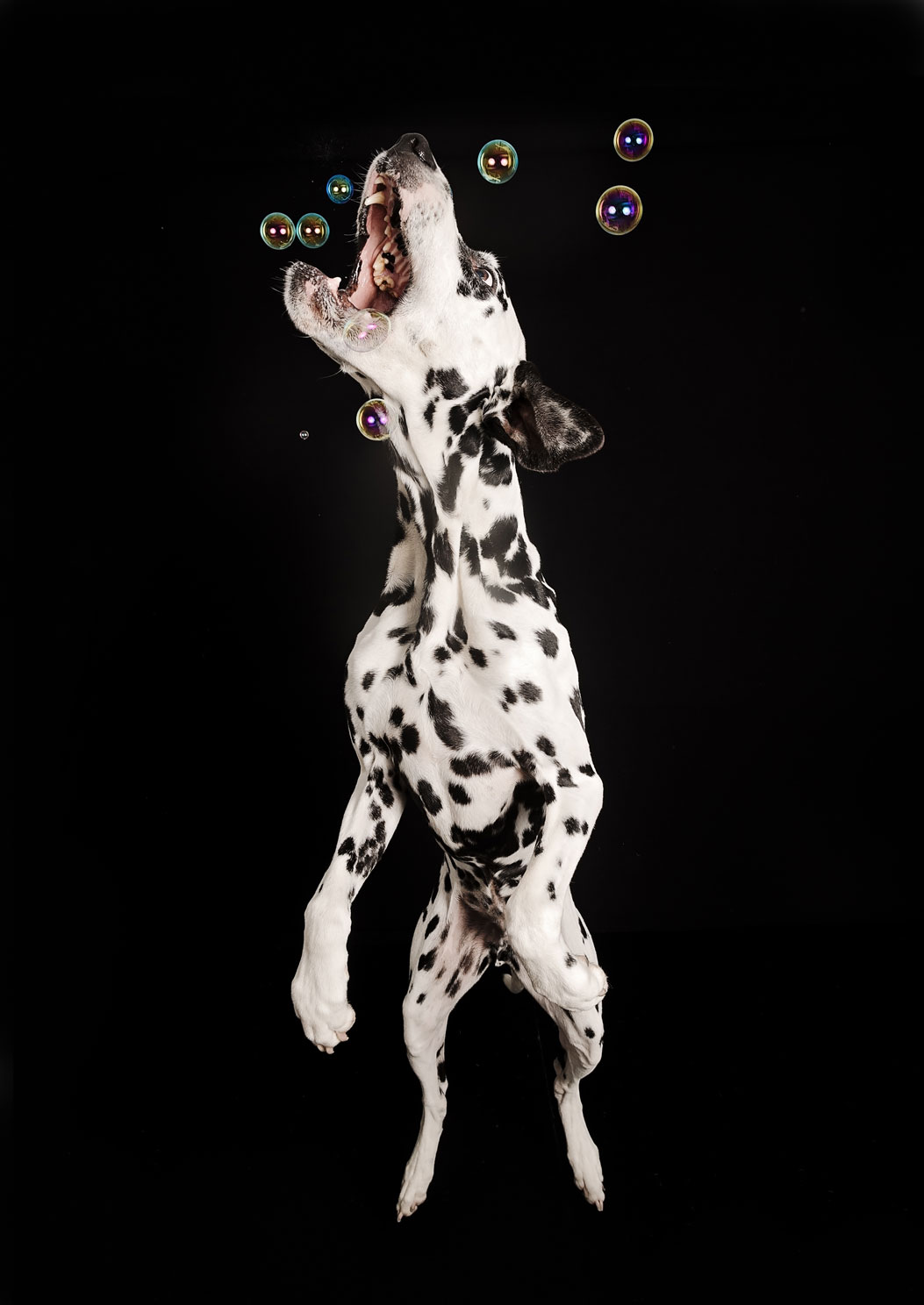 Bubbles Blowing bubbles are a great way of adding some fun into a photo session. Some dogs just ignore them, but you get a few that love to chase all the bobbles around the studio.