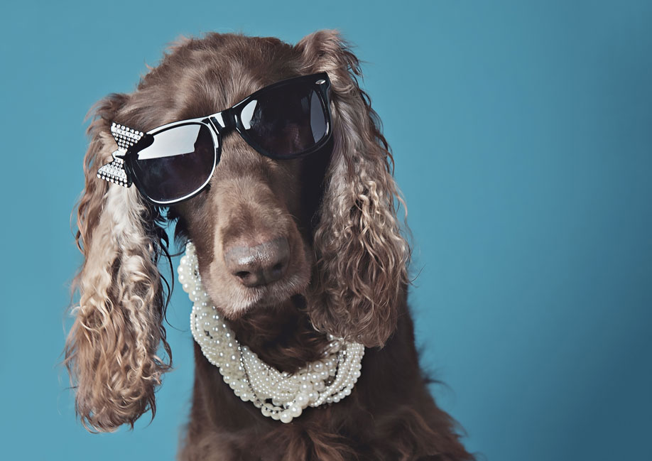 Sunglasses How doesn't like a fashionable dog! Some of these images are just adorable and got such a modern vibe, don't you think? Real show stoppers to display on the walls.