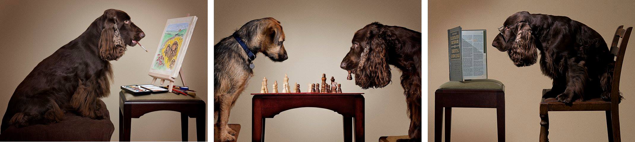 dog playing chess