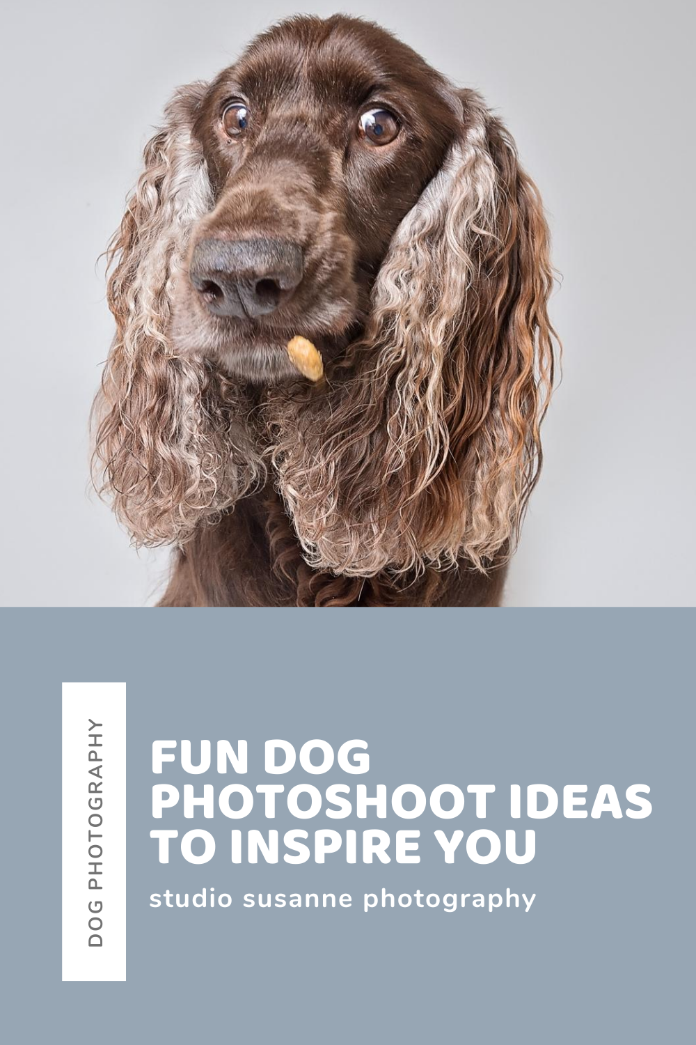 Fun dog shoot ideas