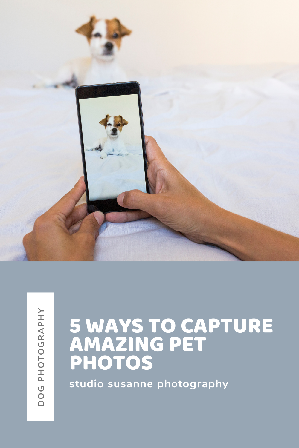 pet photos