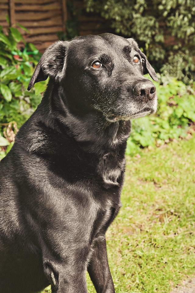 senior dog photo