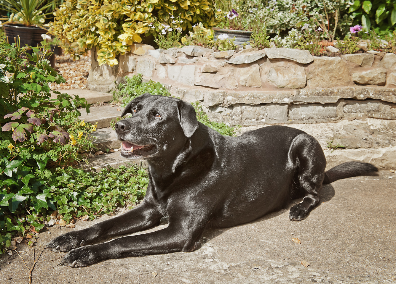 senior dog photo