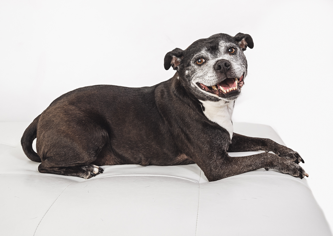 05_senior dog senior dog photo