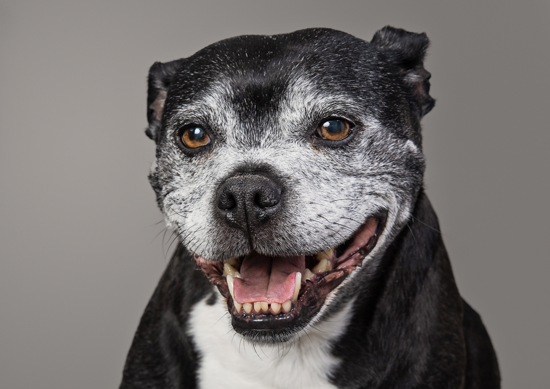 07_senior dog senior dog photo