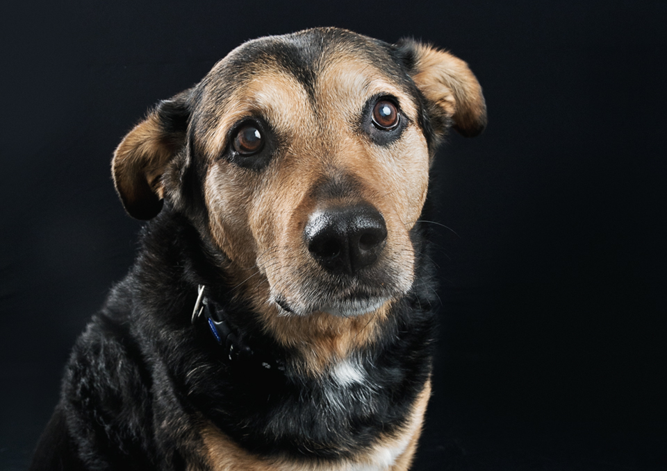 09_senior dog senior dog photo