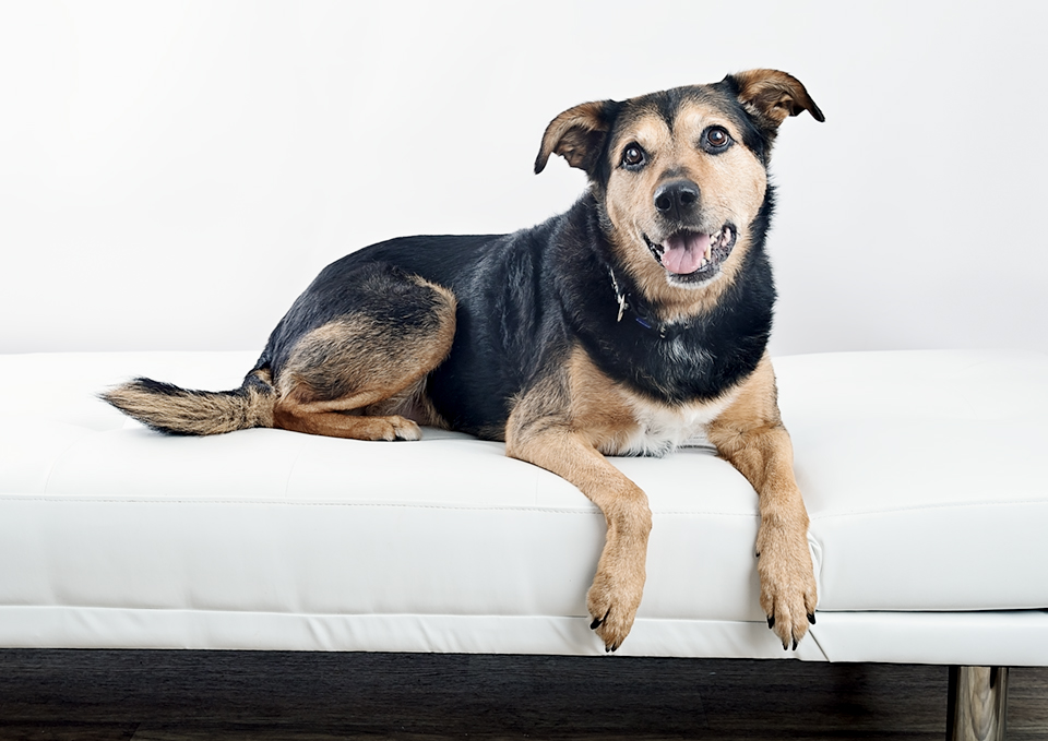 12_senior dog senior dog photo