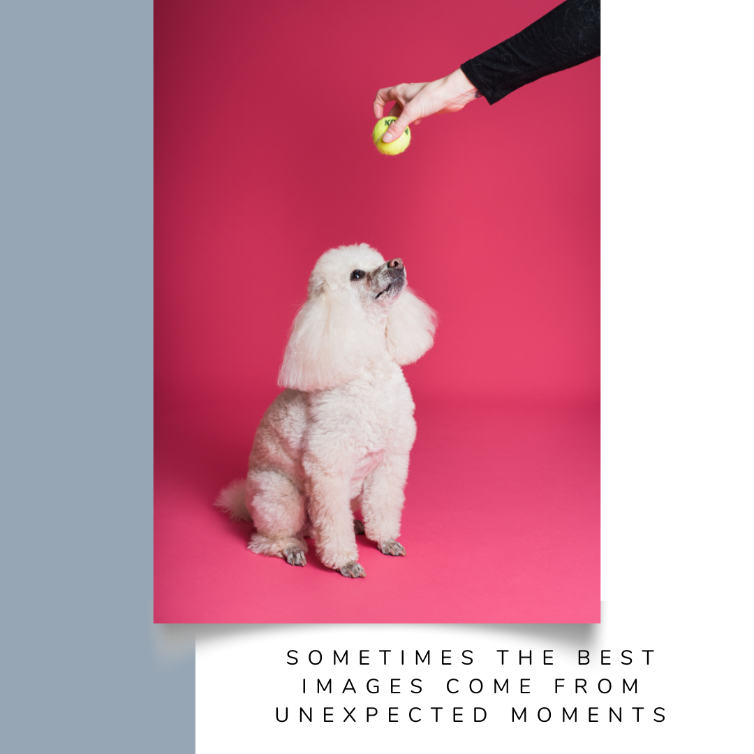 Beauty Instagram Post Template pet photographer