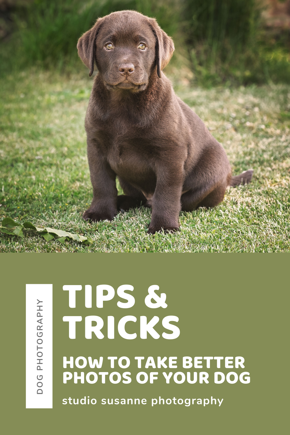 Tips & tricks_ How to take better photos of your dog photo
