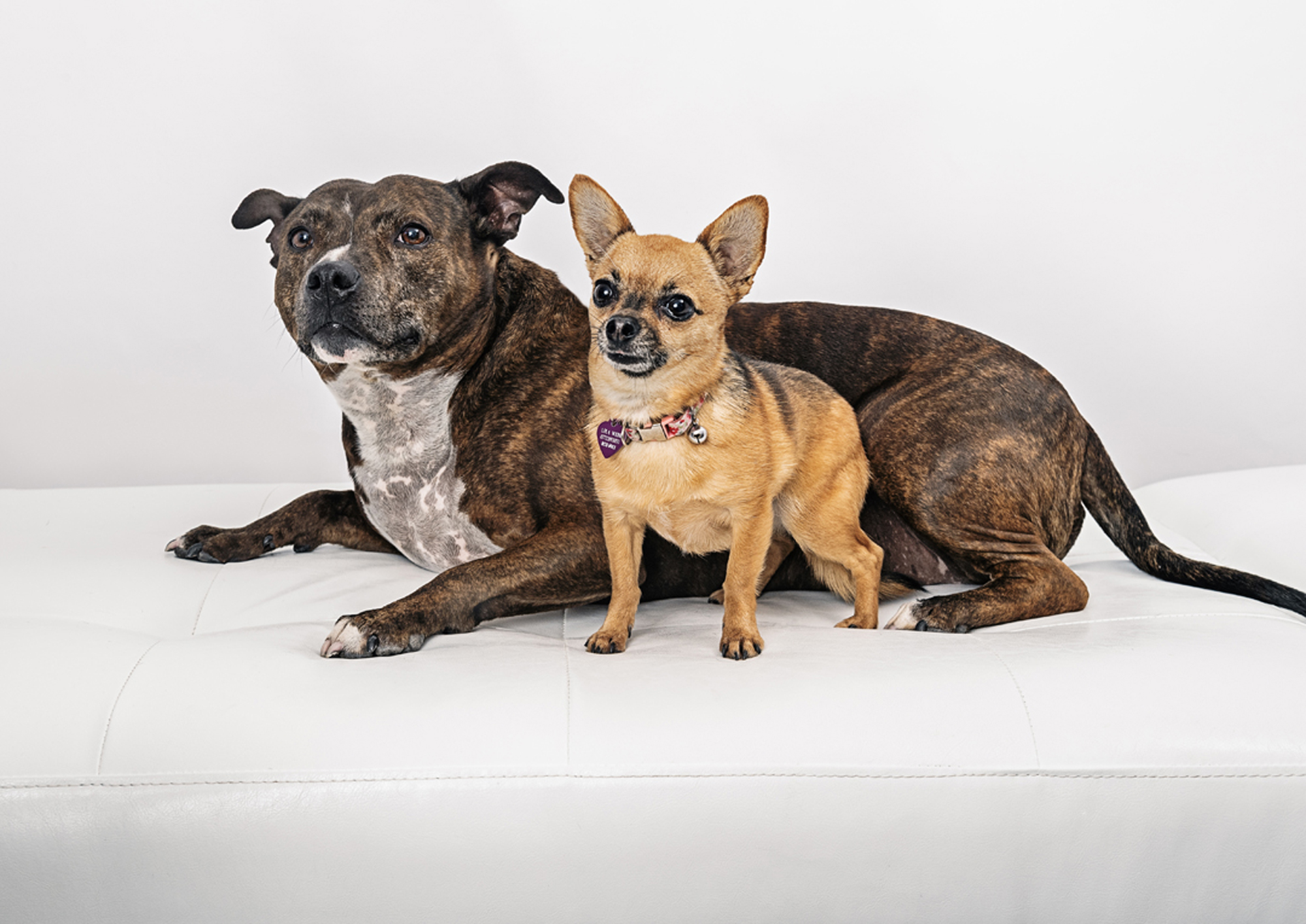 pet photos in Somerset