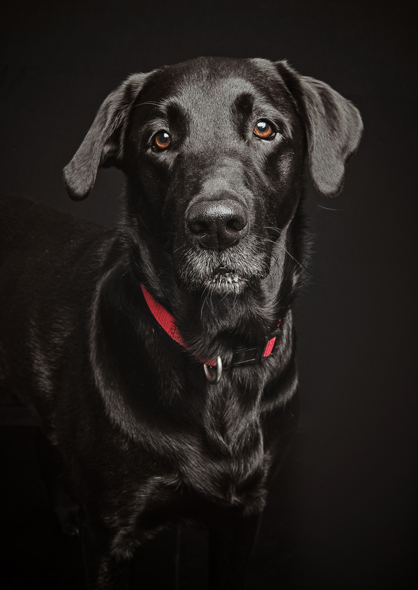 pet photos in Somerset_077