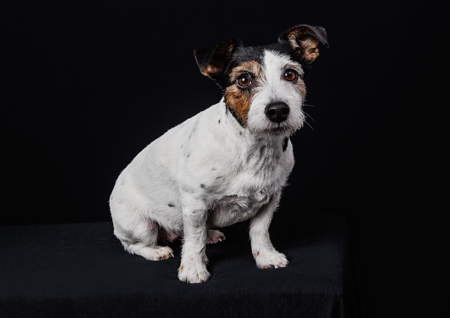 Dog Photography photos in Bridgwater