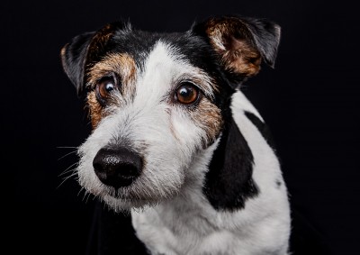 Dog Photography photos in Bridgwater
