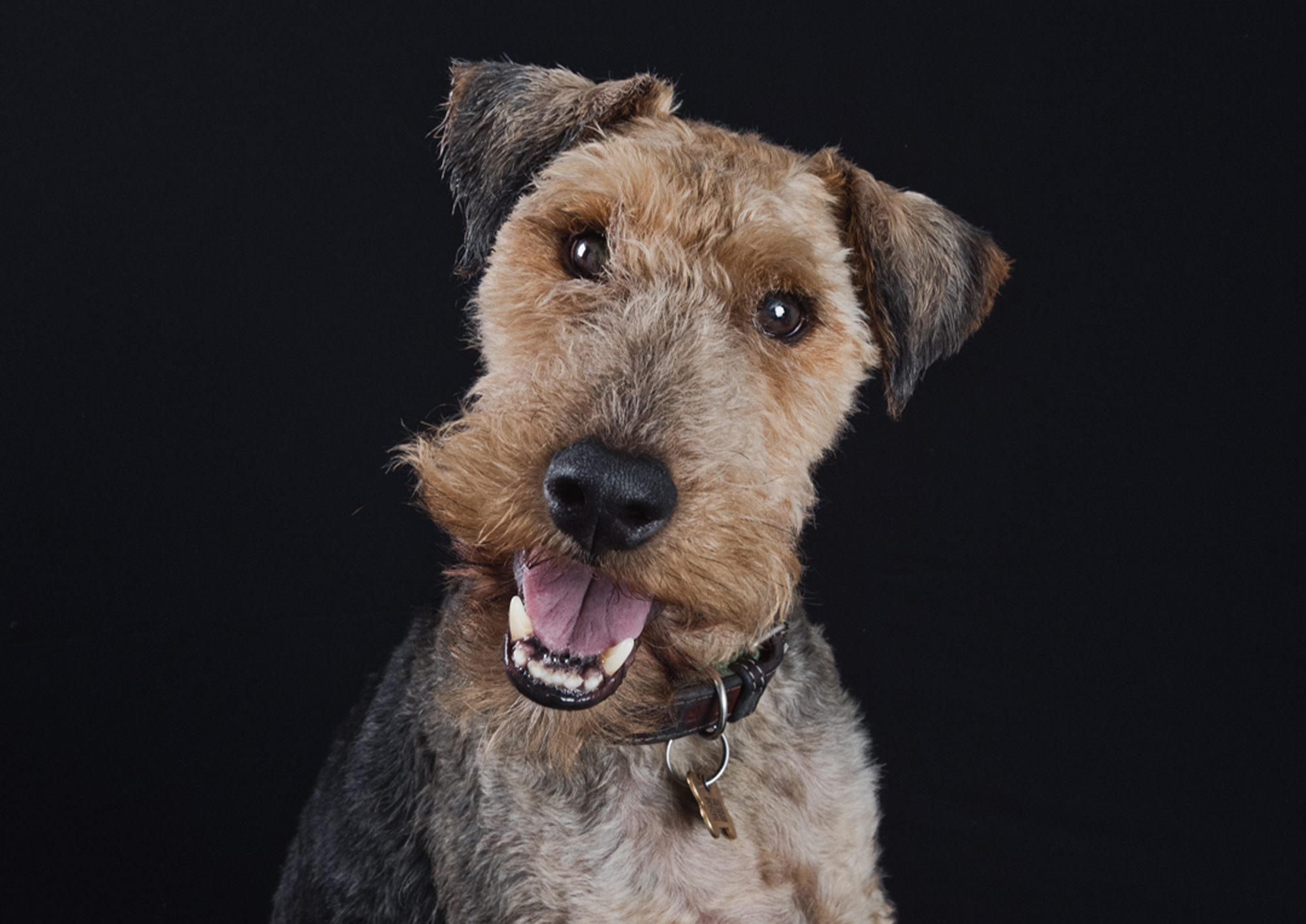 pet photos in Somerset