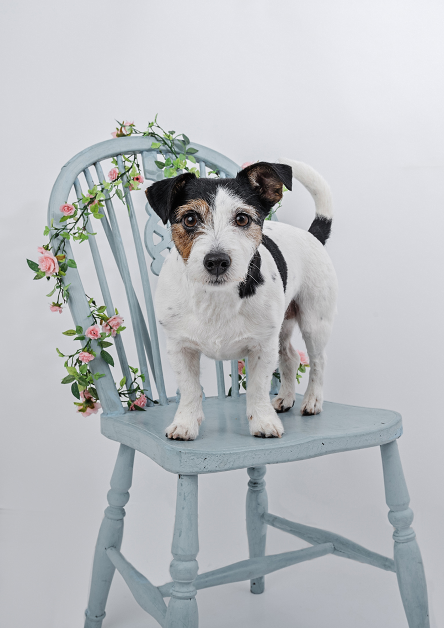 pet photos in Somerset