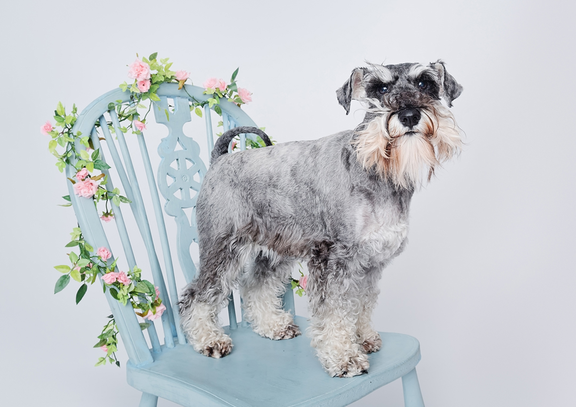 schnauzer dog sitting on chair