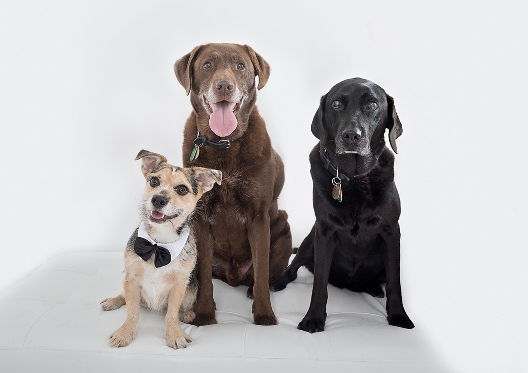 pet photos in Somerset