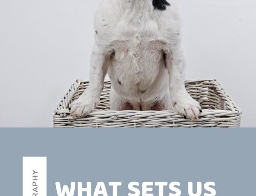 What Sets Us Apart | Pet Photography